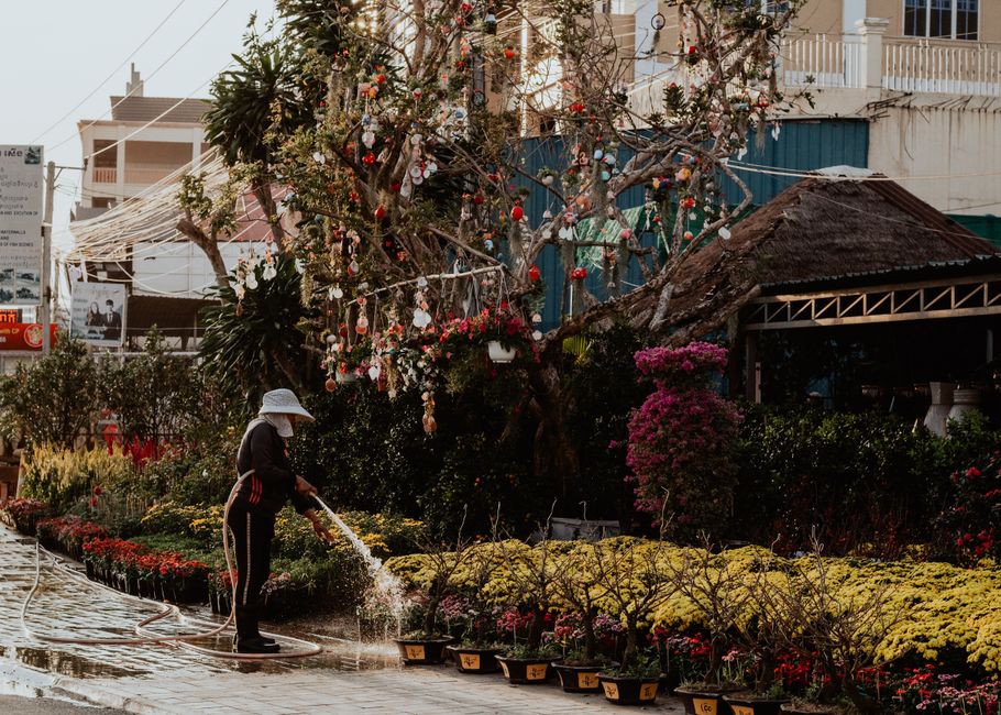 A gardener wearing a wide-brimmed hat and dark clothing is watering a row of potted plants along a paved pathway in a garden. Behind them, there is a large, leafless tree decorated with colorful ornam